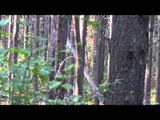 Fatal Impact Outdoors - Two Different Elk Hunts