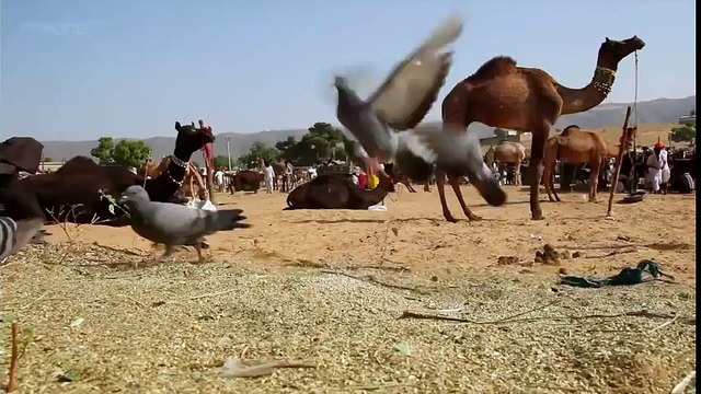 КОШКА ОХОТИТСЯ НА ГОЛУБЕЙ, КОТ VS ГОЛУБЬ