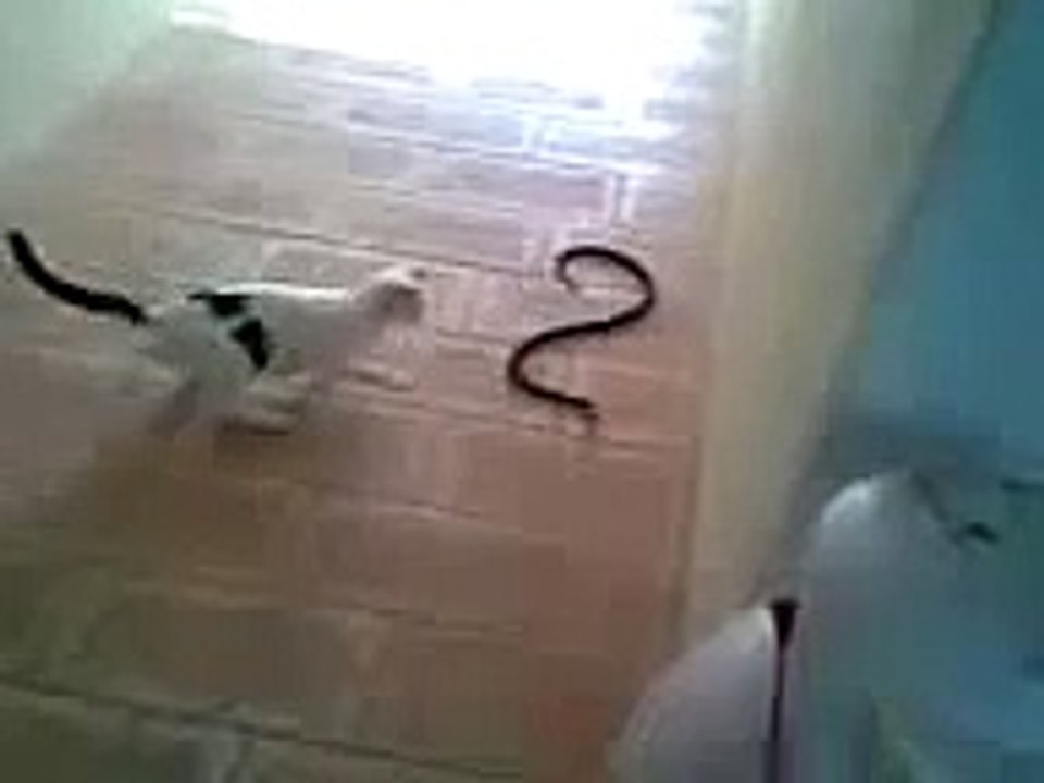 КОШКА ПРОТИВ УЖА