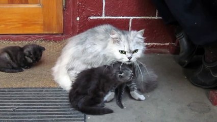 Кошка-мать увидела собаку (Mother cat saw the dog)