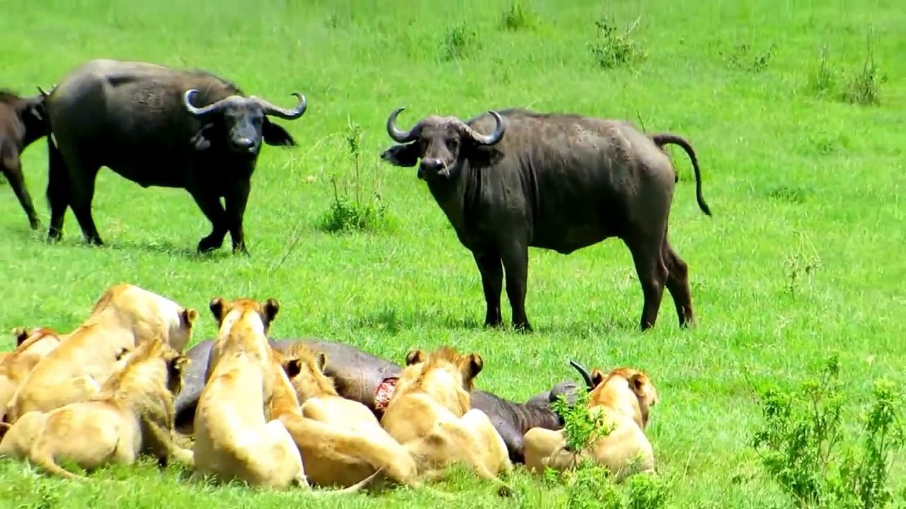 Лев остался один в окружении буйволов  Lion stayed Alone, Surrounded by Buffaloes