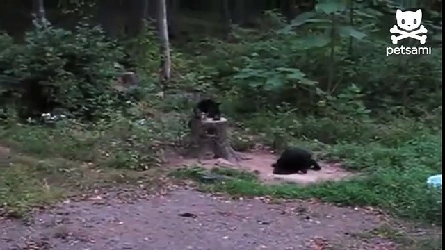 ЛЮБОПЫТНЫЙ МЕДВЕДЬ VS КОТ