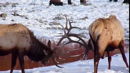 ОЛЕНЬ ПРОТИВ ОЛЕНЯ