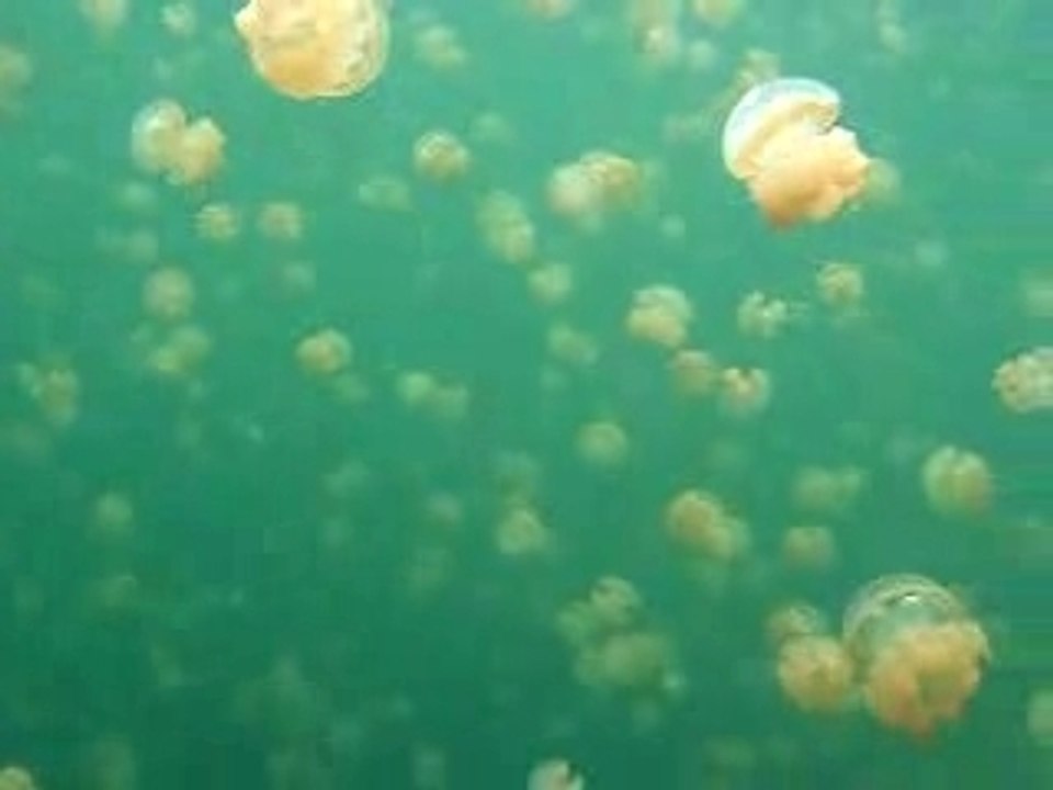 Invasion-meduses