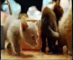 Gatitos: Supersentidos felinos