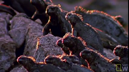 Эпическая битва: Орёл против Игуаны 🦅🦎