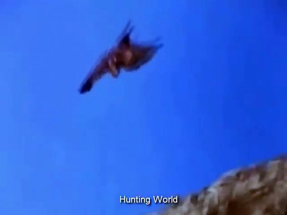 Охота беркута на лису Eagle hunting fox!!!