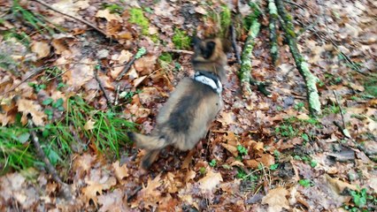1 ère balade en forêt pour Sunny