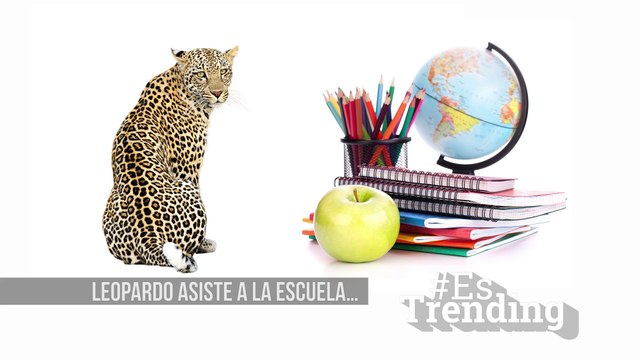 Leopardo irrumpe en escuela de la India dejando estragos y 4 heridos