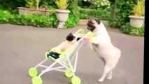 Funny dog videos (try not to laugh or smile)