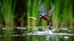 Wild birds that eat fish in ponds - bird catching fish Beautiful bard hunting