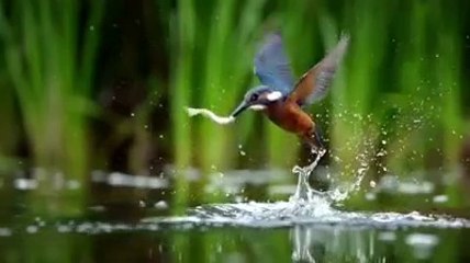 Wild birds that eat fish in ponds - bird catching fish Beautiful bard hunting