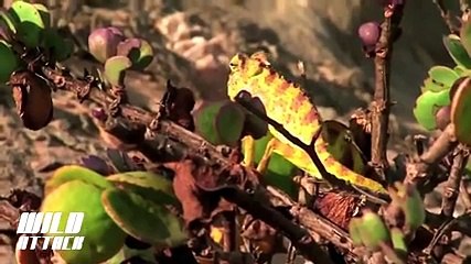 Bukalemun Kobraya Karşı.. Yok Böyle Bir Şey