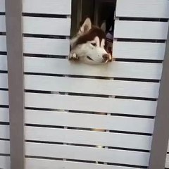 A Husky watch dog inspects the neighborhood...