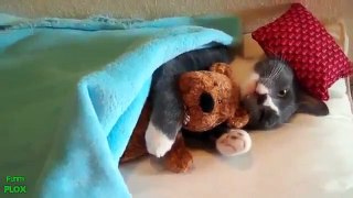 Funniest Cats Compilation Video! FUNNY CAT!