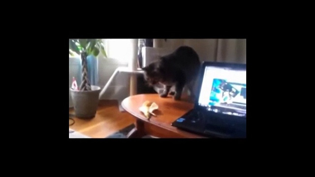 Funny Cats vs Bananas