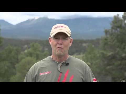 Predator Nation - Colorado Moutain Lion