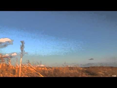 The Fowl Life - The BBB Blitz Part One