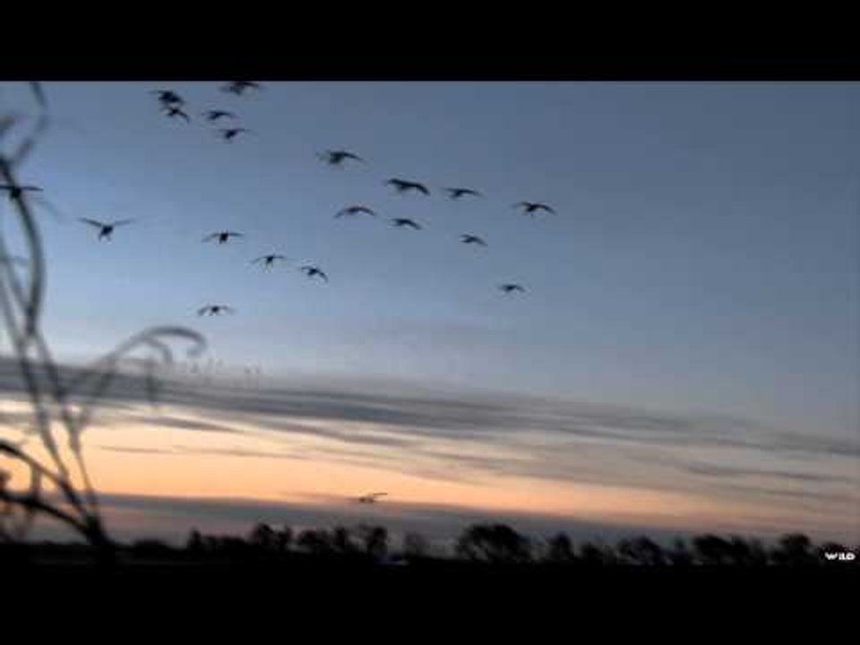 Avian-X TV - A-Frame Snow Storm