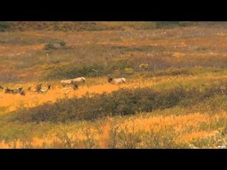 Moment of Impact - Roosevelt Elk and BC Moose