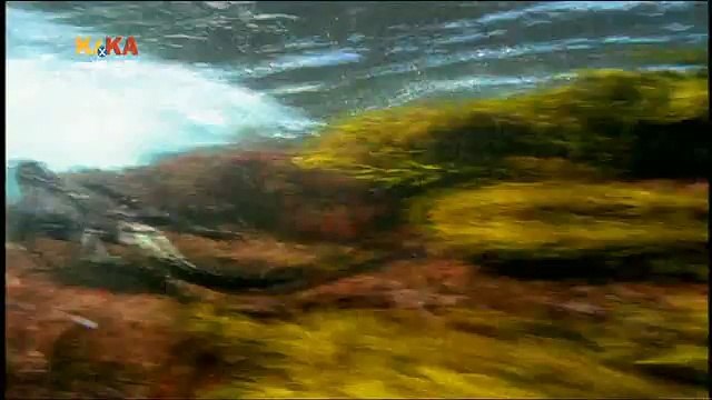 Mama Mirabelles Tierkino 36 Galapagos Geschichten