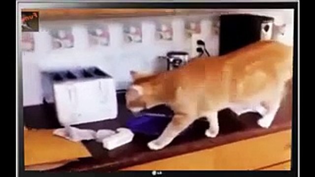 funny cat videos for kids