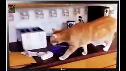 funny cat videos for kids