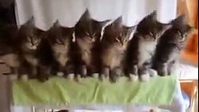 Funny Kittens