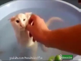 Funny Cats Like Bath - Cat Lovers