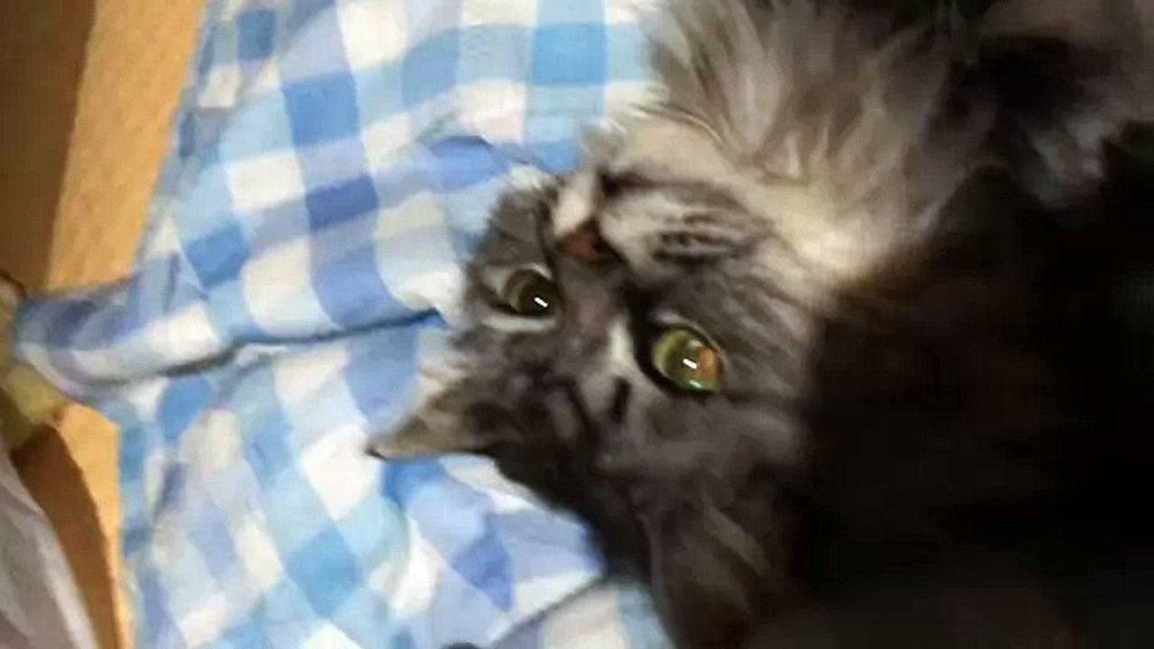 funny cat cute kitten 怒るねこ Cat to get angry