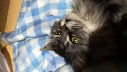 funny cat cute kitten 怒るねこ Cat to get angry