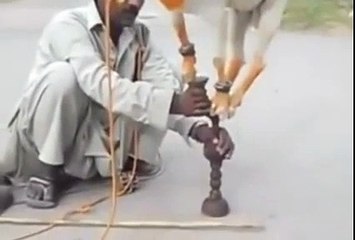 Animal funny show Magician show