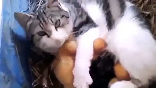 Funny cat videos Cat Adopts Baby Ducks Funny Animal Videos funny videos