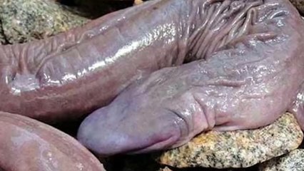 Penis Snake Discovered In Brazil