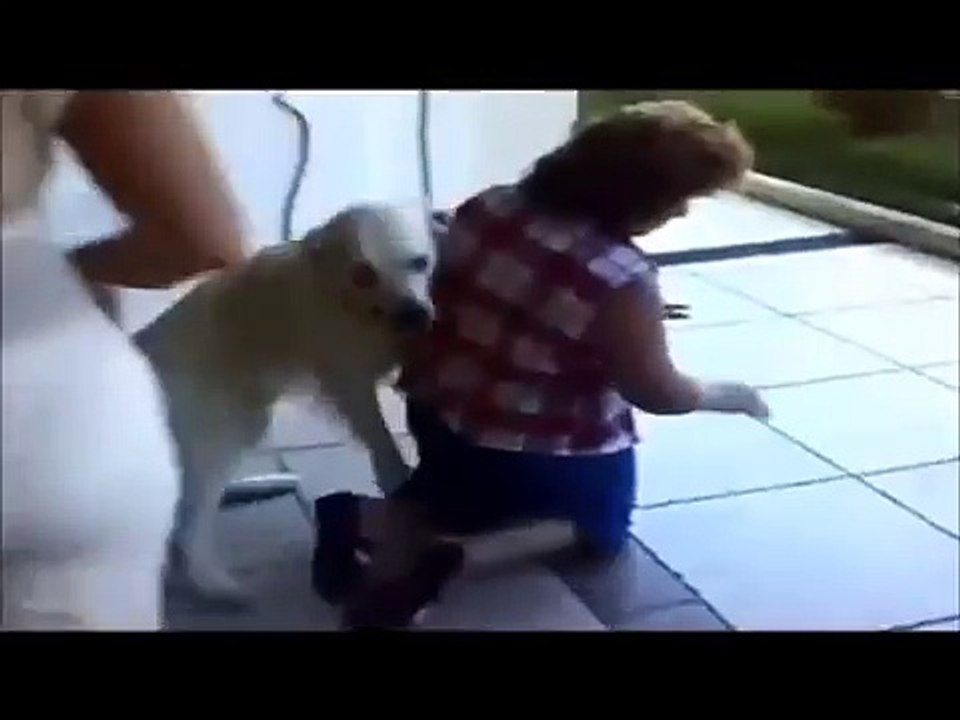 Dog Mating With Humans Funny