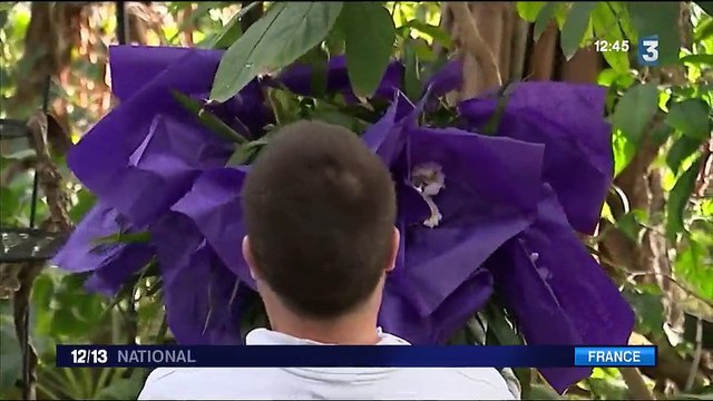 L'orchidée, une fleur aux mille secrets