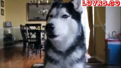 Real Funny Talking Animals by Luvrs.co