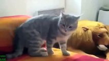 Funny Videos: Funny Cats, 10 minutes of Money-Shots - Funniest Parts (FULL HD)