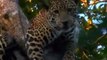 THE ELUSIVE JAGUAR Animal [Big Cats Wildlife Documentary] attack,hunting