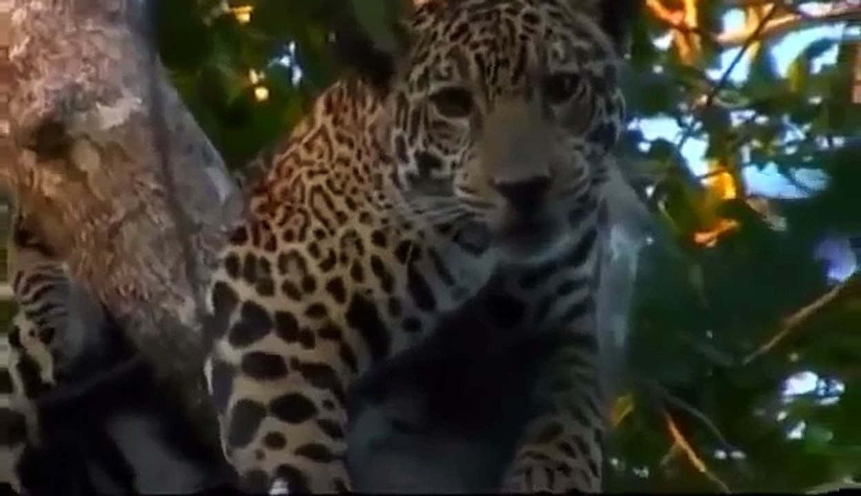 THE ELUSIVE JAGUAR Animal [Big Cats Wildlife Documentary] attack,hunting