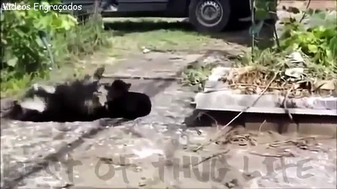 Best of Thug LIFE Compilations 2015 #5