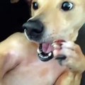 Slow Motion Dog Sneeze - [Funny Vine Of The Day] - ULTIMATE VINES