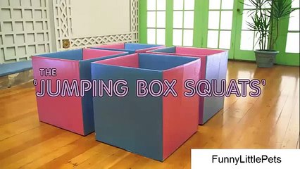 LE TROLLING BOX! -(NEW) FUNNY ANIMATION!