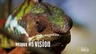 Chameleon Killer Tactics | Deadly Instincts - Animals Official