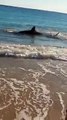 Miren que tan cerca puede llegar un tiburon a la costa