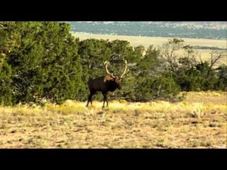 Realtree Outdoors - New Mexico Elk