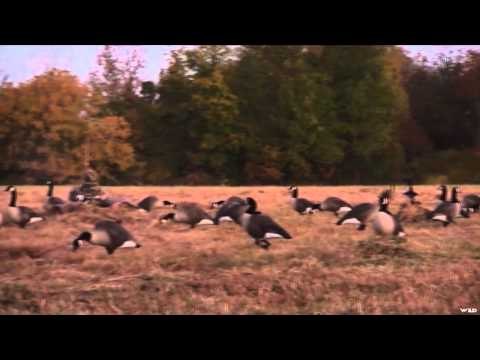 Team Fall Brawl TV - Canadian Beans