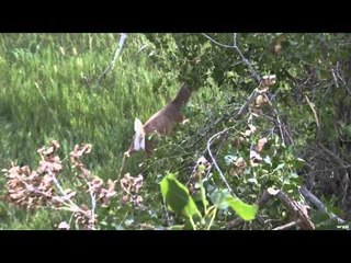 Archer's Choice - Powder River Bucks in Velvet