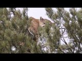 Steve's Outdoor Adventures - Utah Mountain Lions and Tree Climbing Hounds