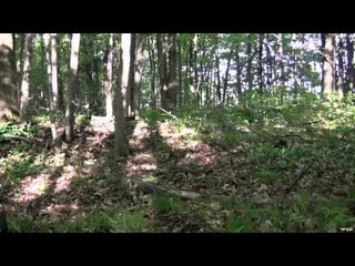 The Search - A Little Bit of Everything